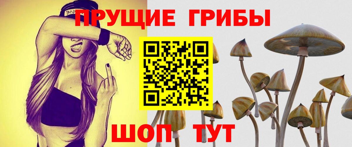 Псилоцибиновые грибы мицелий Жигулёвск